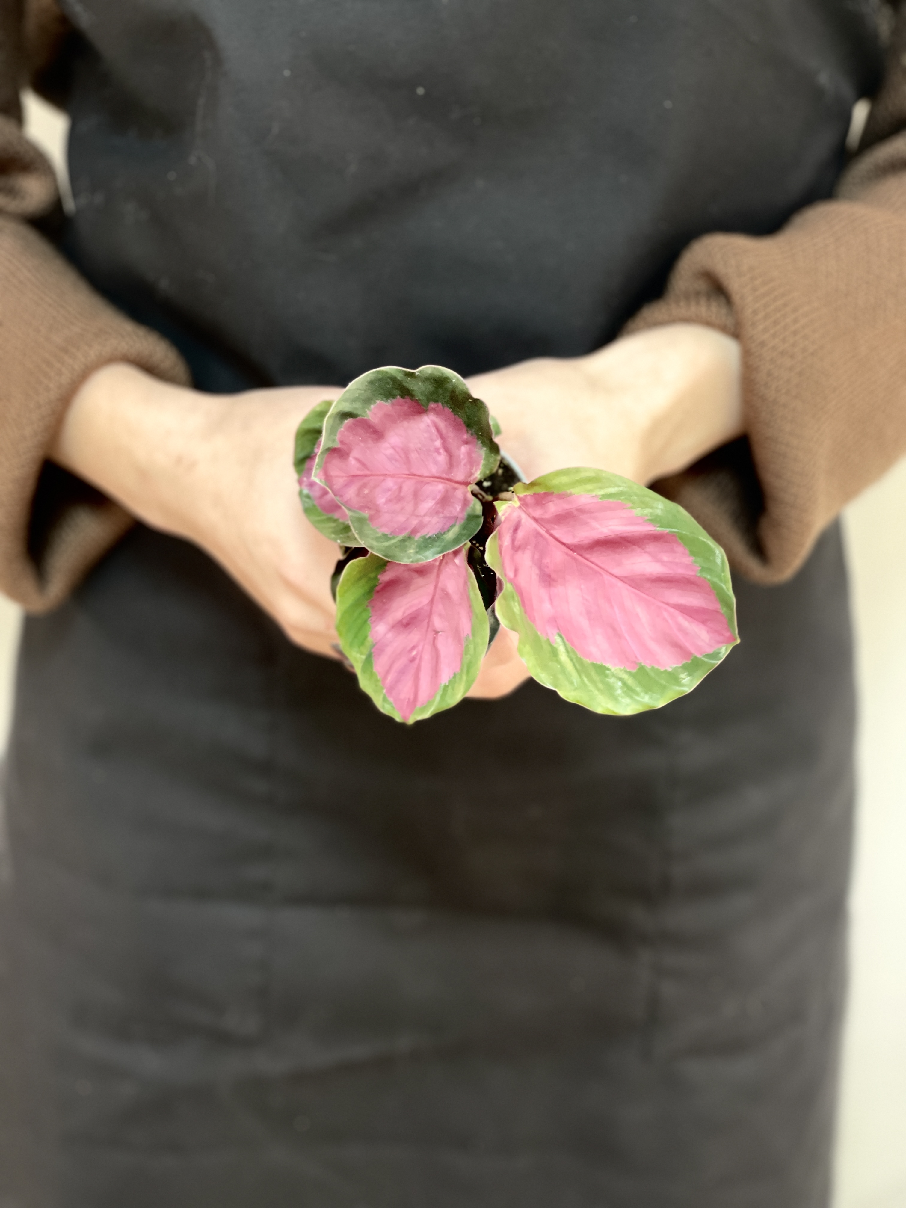 Калатея Розеопикта Рози (Calathea Roseopicta Rosy) D6см