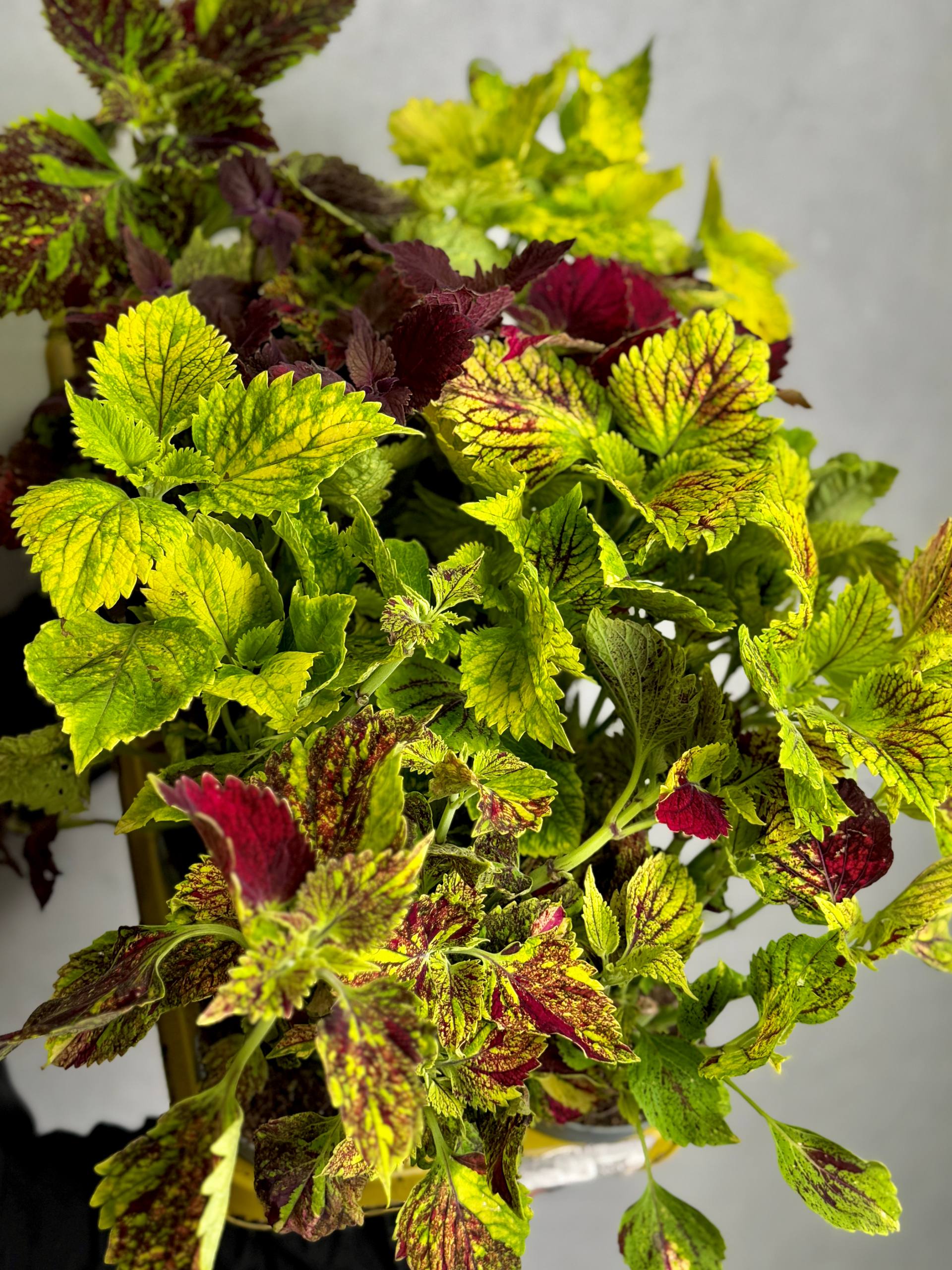 Колеус Ред Санстоун (Coleus Red Sunstone) D11см