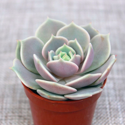 Эхеверия Лола (Echeveria Lola) D5см