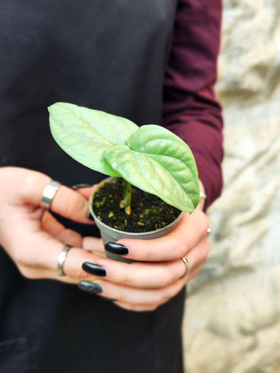 Монстера Амидриум Медиум Сильвер (Monstera Amydrium Medium Silver) D6см