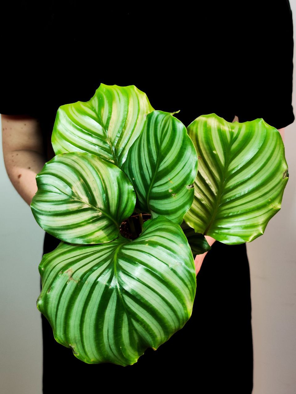 Калатея Орбифолия (Calathea Orbifolia) D11см