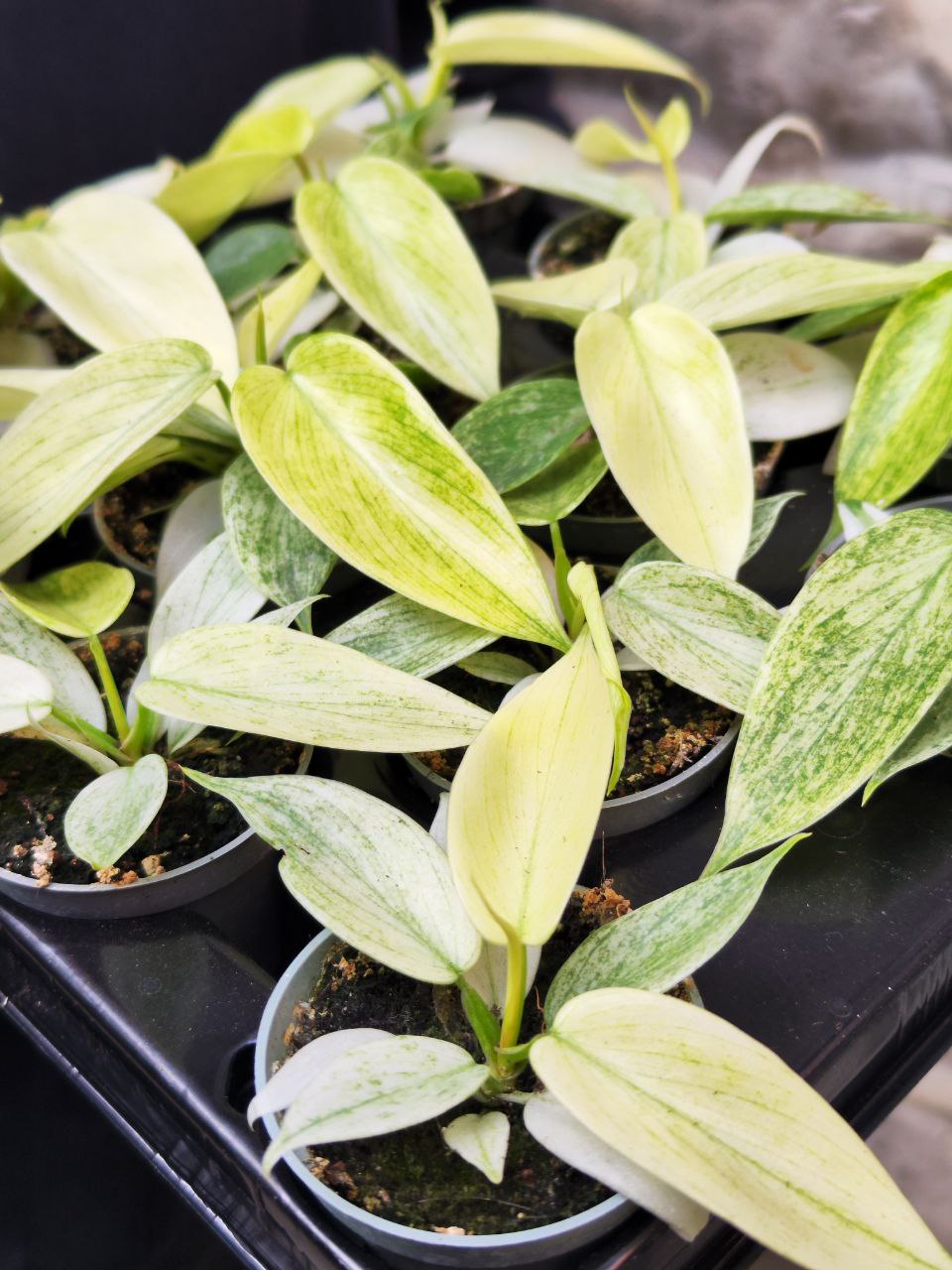 Филодендрон Флоридский Призрак (Philodendron Florida Ghost) D6см