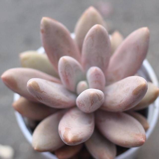 Пахифитум Овиферум Даймонд (Pachyphytum Oviferum Diamond) D5см