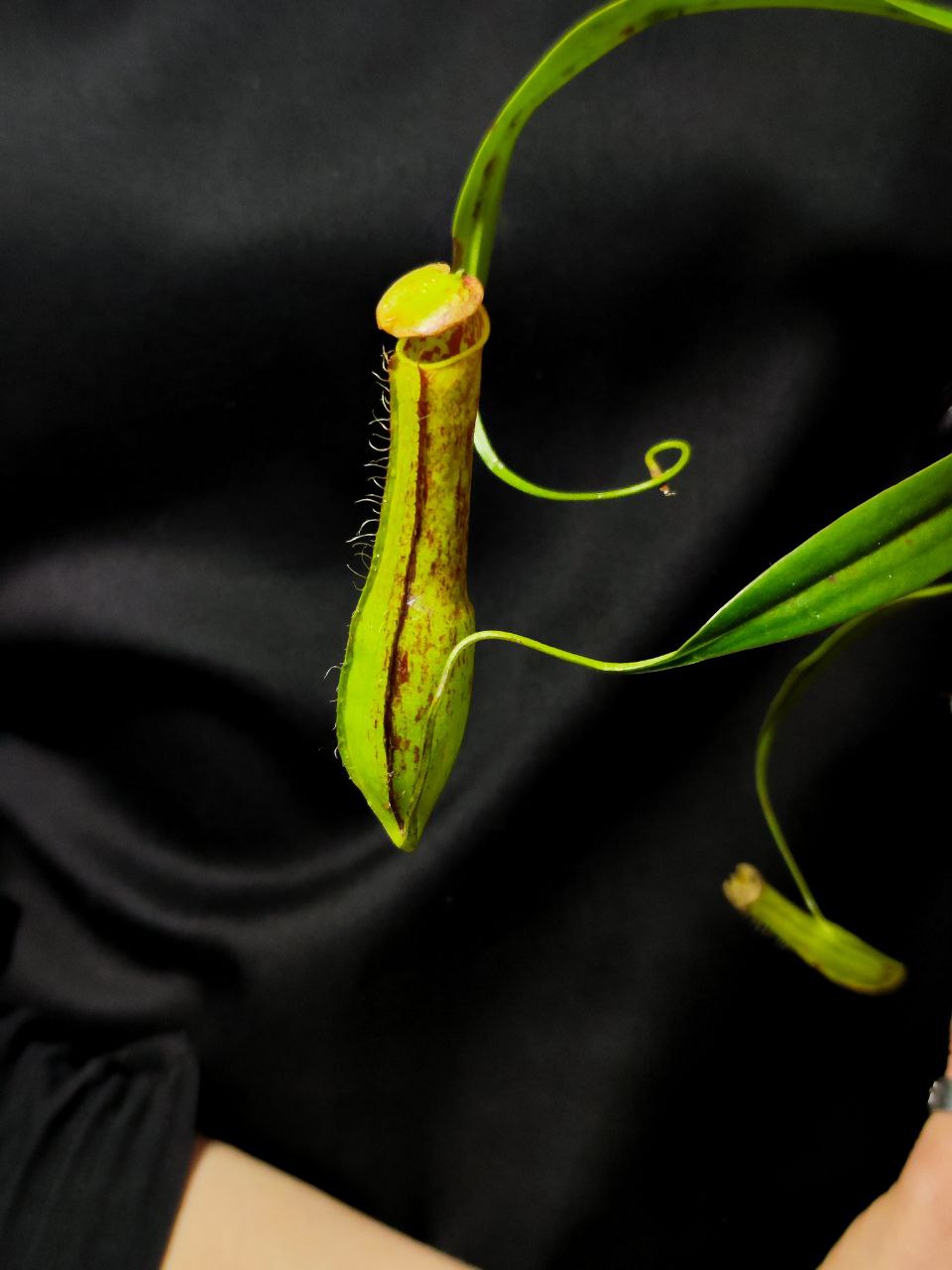 Непентес Грацилис (Nepenthes Gracilis) D9см