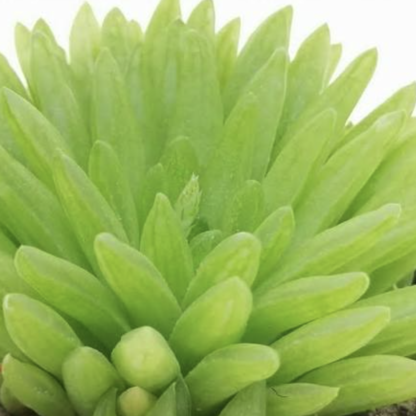 Хавортия Кикухигаса (Haworthia Kikuhigasa) D5см