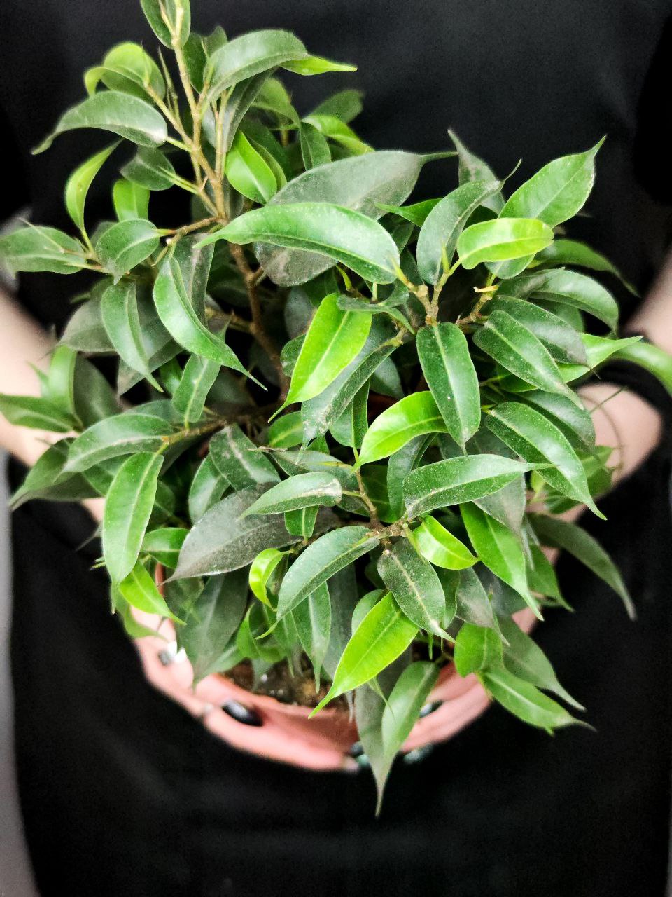 Фикус Бенджамина Наташа (Ficus Benjamina Natasja) D12см