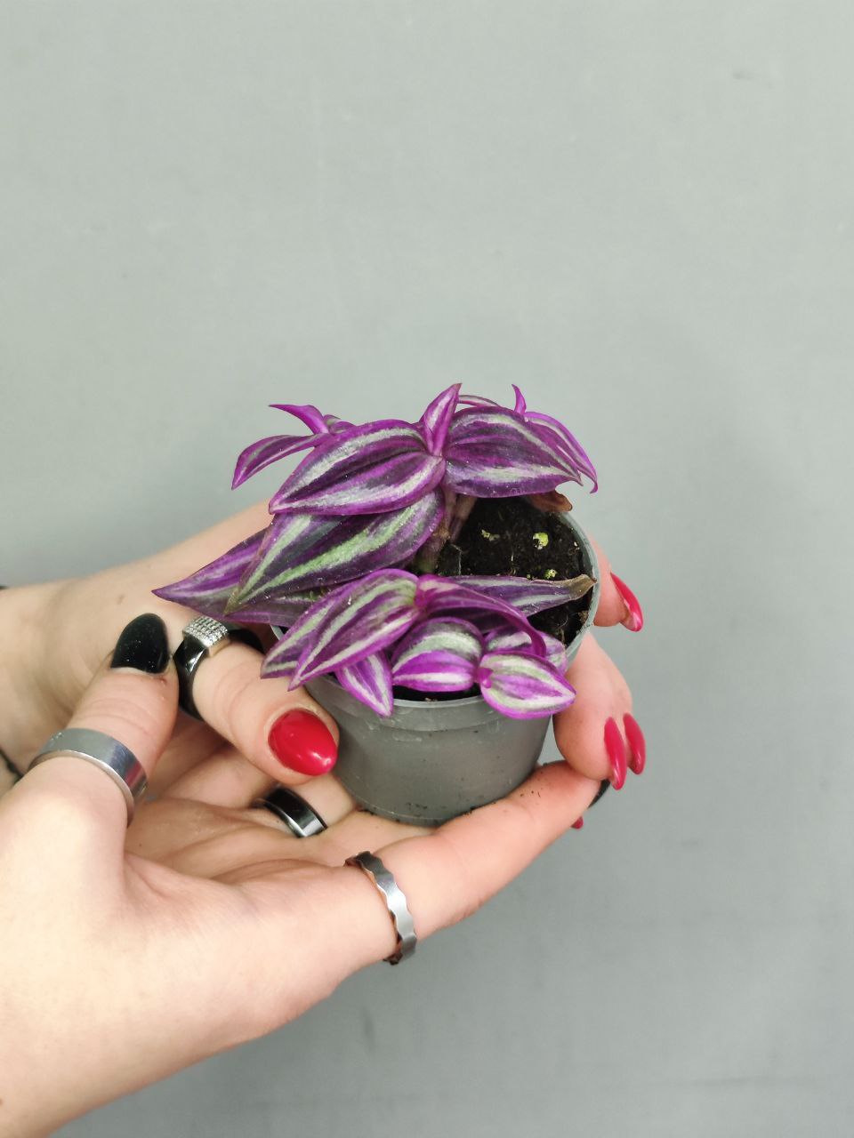 Традесканция Пинк Парадайз (Tradescanthia Pink Paradise) D6см