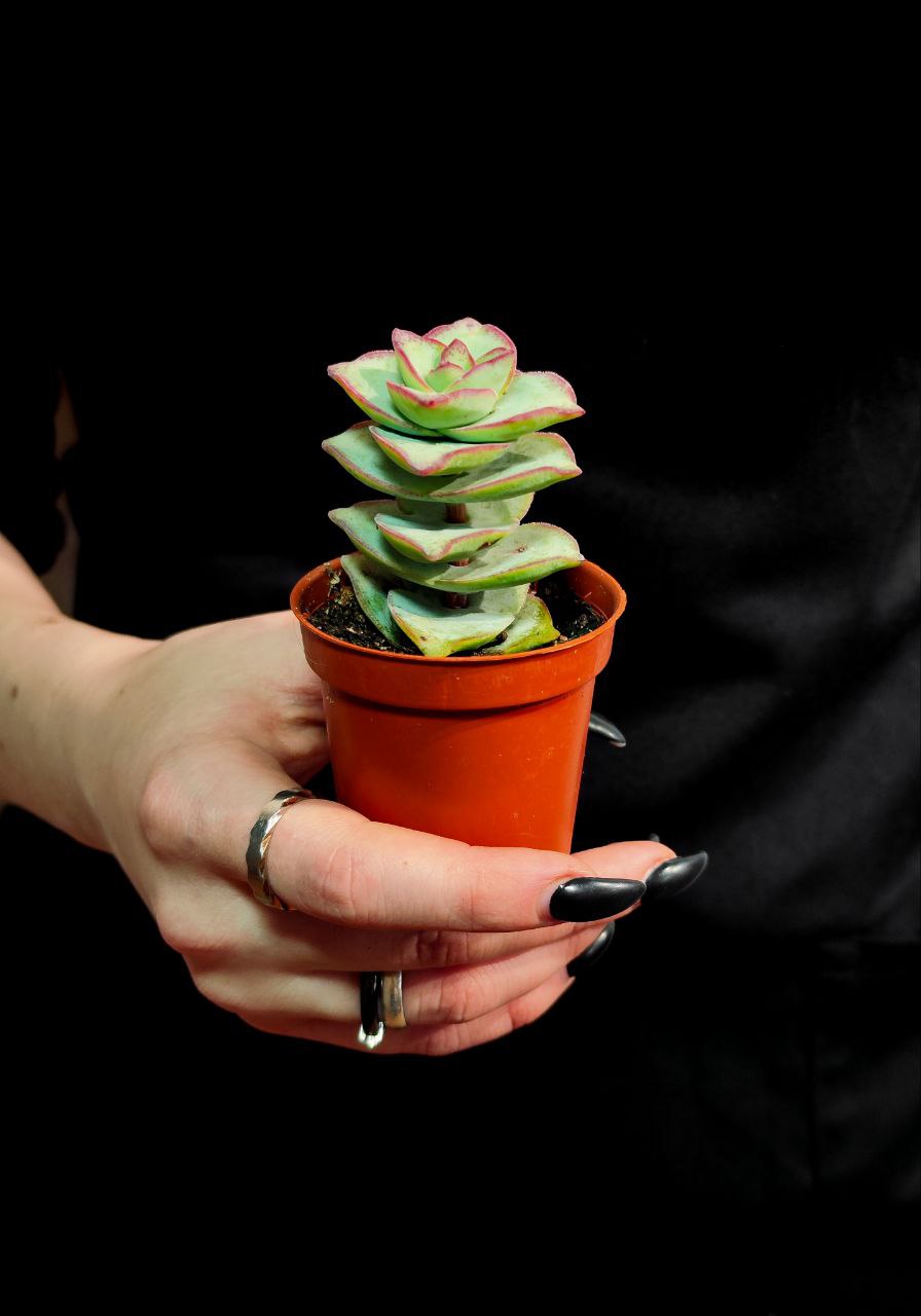 Крассула Перфората Мэджик Одиночный (Crassula Perforata Magic) D5см