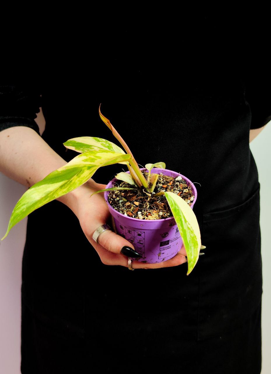 Филодендрон Карамель Марбл Вариегатный (Philodendron Caramel Marble Variegated) D6см