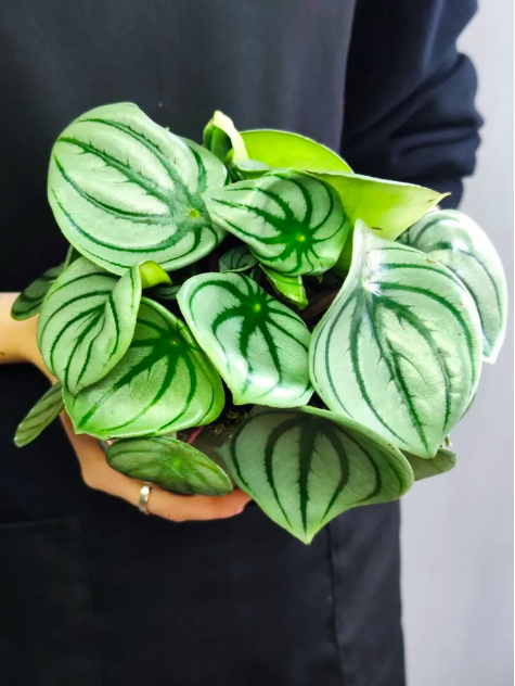 Пеперомия Арбузная (Peperomia Argyreia Watermelon) D11см