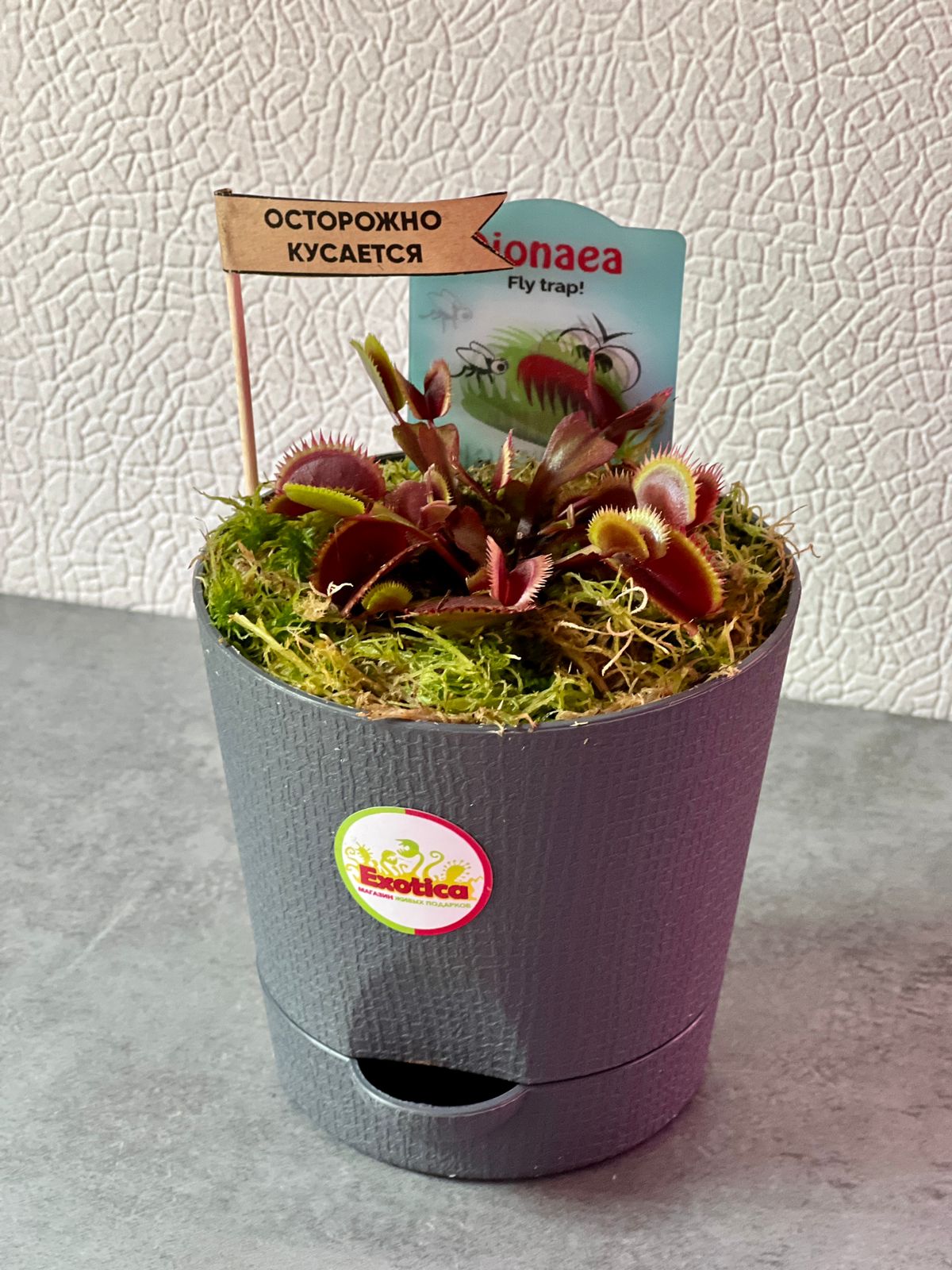 Венерина Мухоловка Красный Дракон (Dionaea Muscipula Red Dragon) D12см