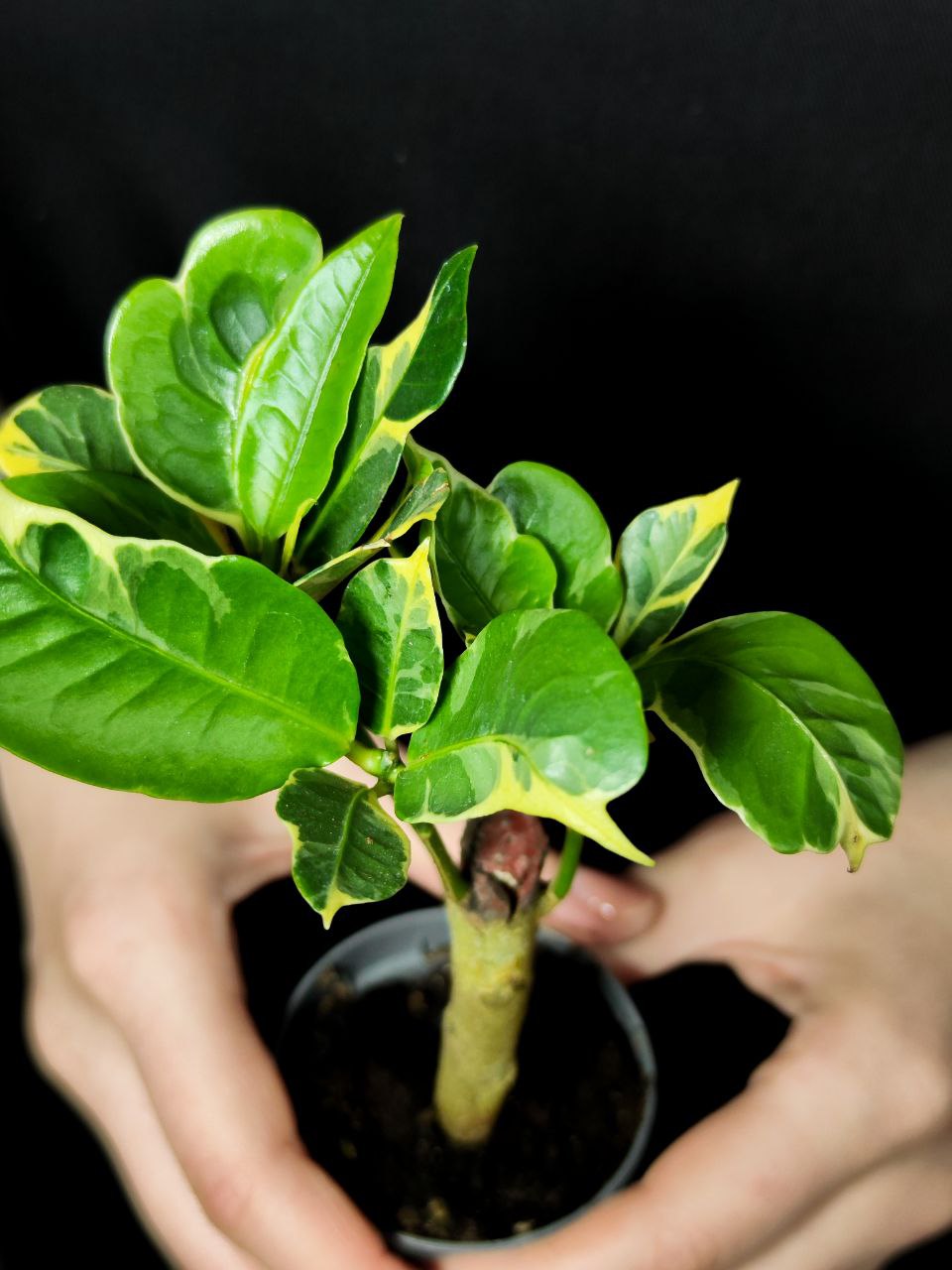 Кодиеум (Кротон) Эбурнеум (Codiaeum Eburneum) D6см