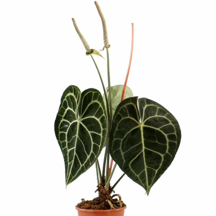 Антуриум Кларинервиум (Anthurium Clarinervium) D12см