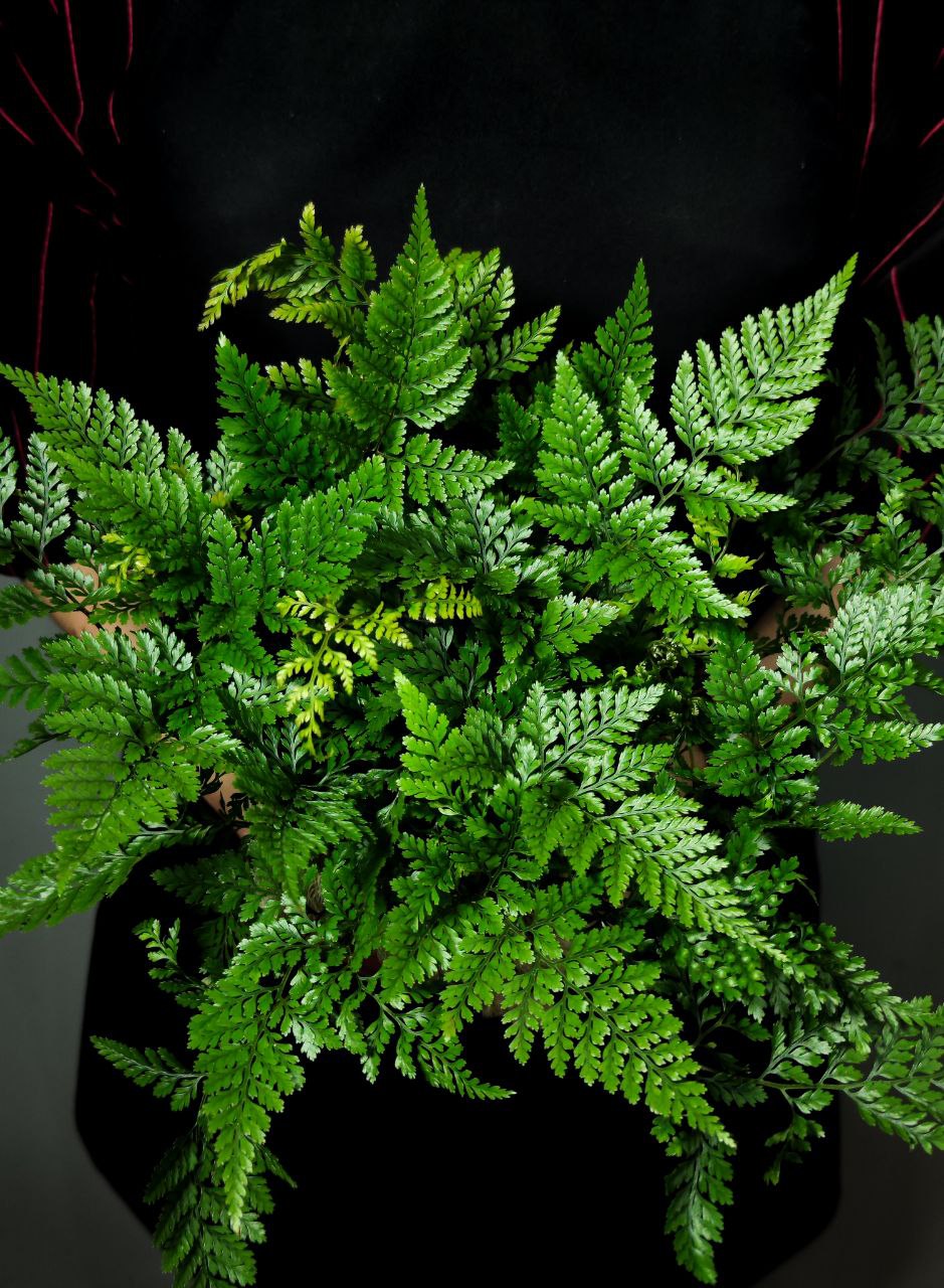 Даваллия Фиджийская (Davallia Fijiensis) D12см