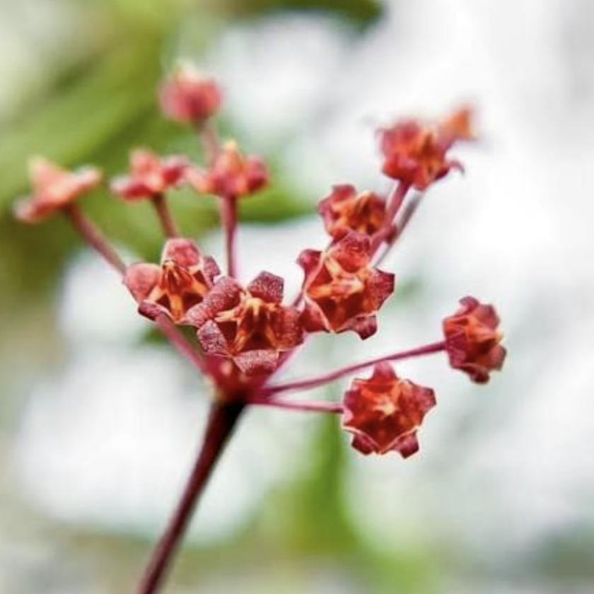 Хойя Лохери (Hoya Loheri) D8см