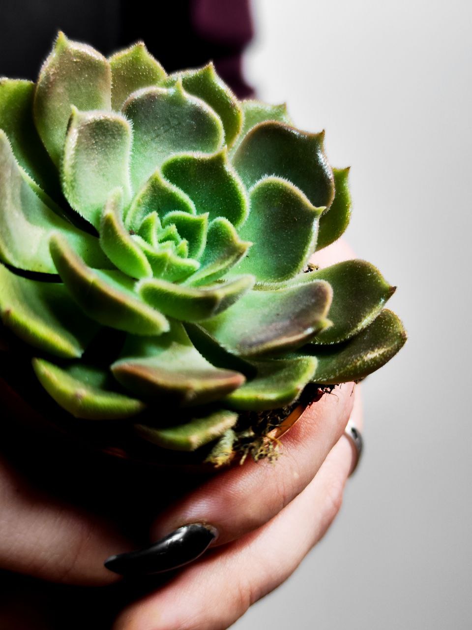 Эхеверия Браун Роуз (Echeveria Brown Rose) D5см