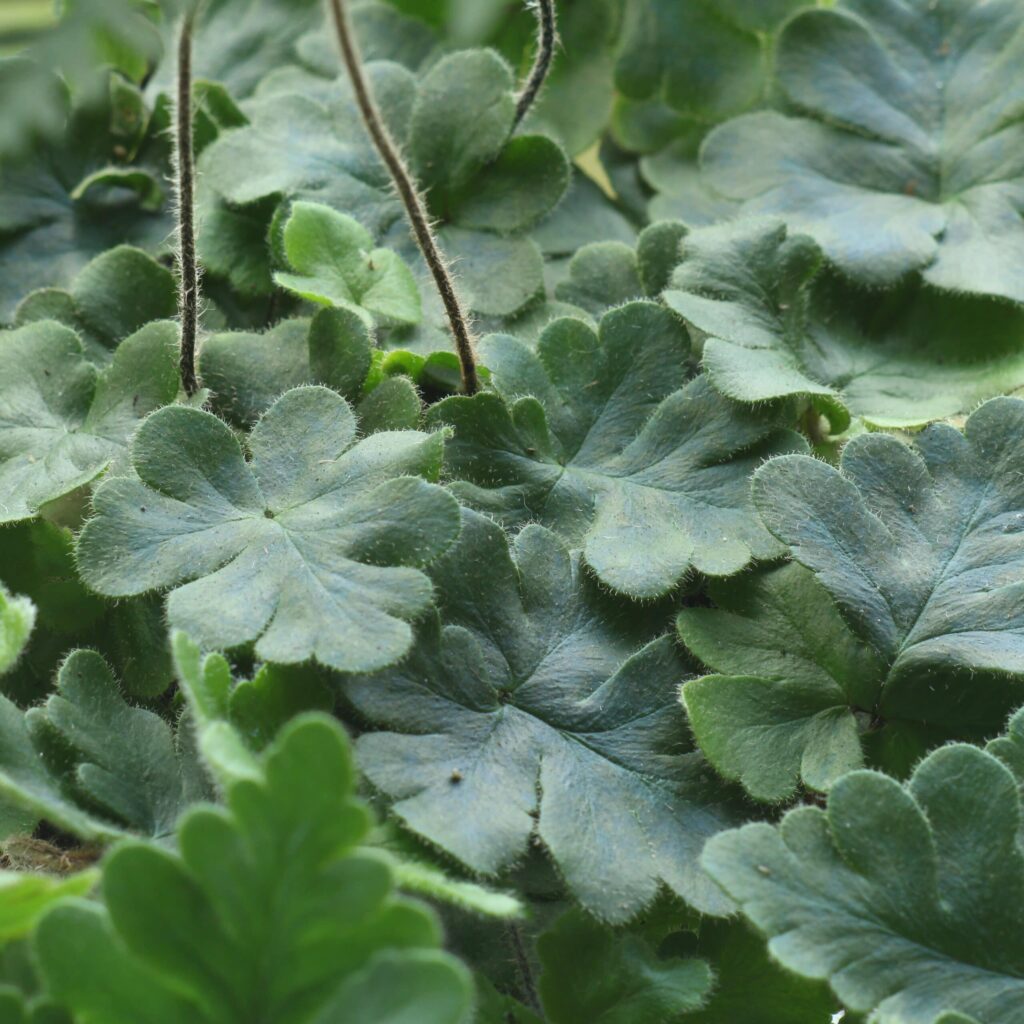 Папоротник Дориоптерис Кордата (Doryopteris Cordata) D5см