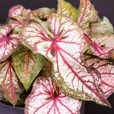 Каладиум Эксплоушн (Caladium Xplosion) D12см