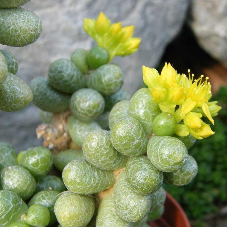 Седум Хернандеса (Sedum Hernandezii) D5см