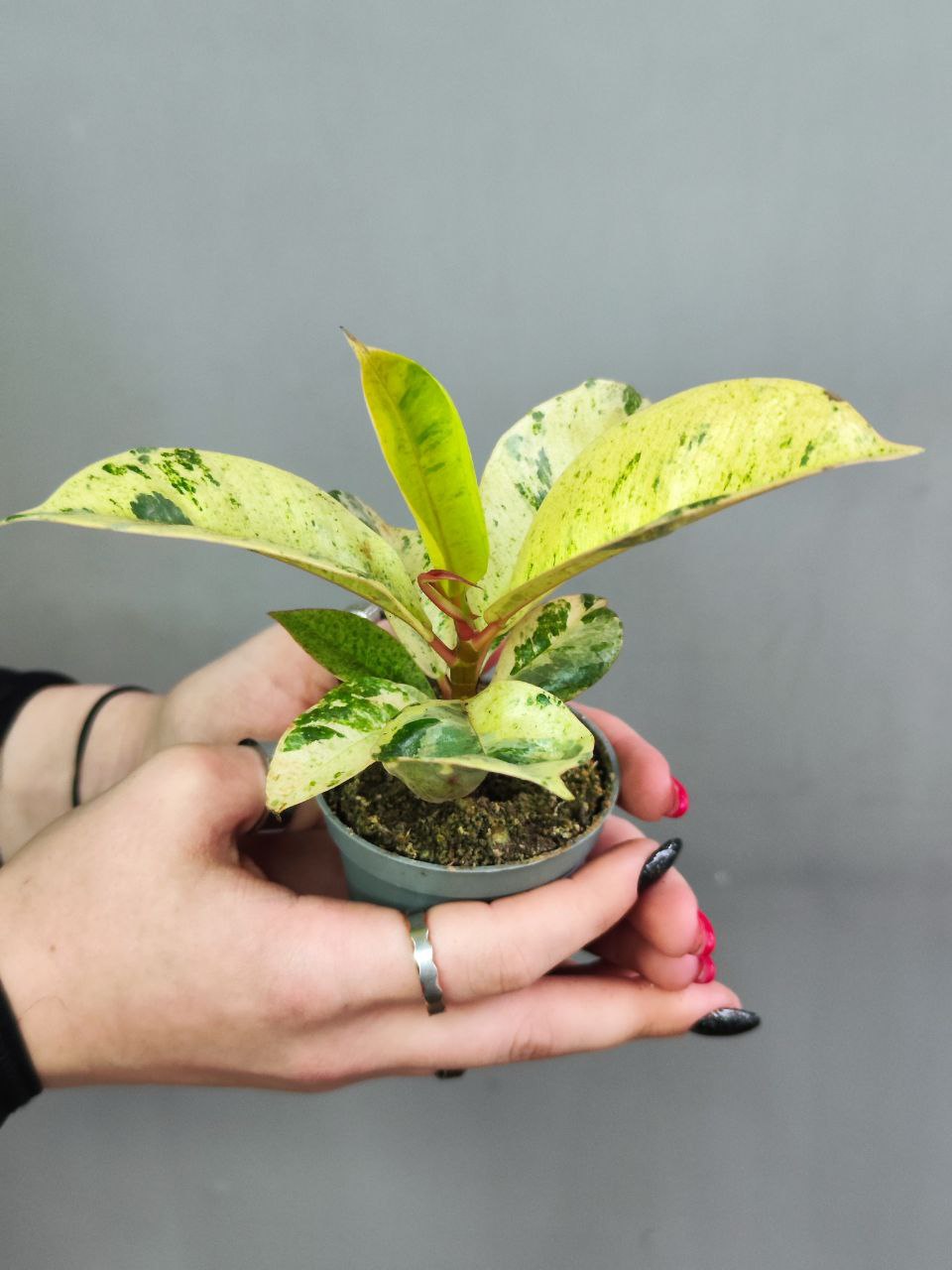 Фикус Эластика Шривериана (Ficus Elastica Shivereana) D6см