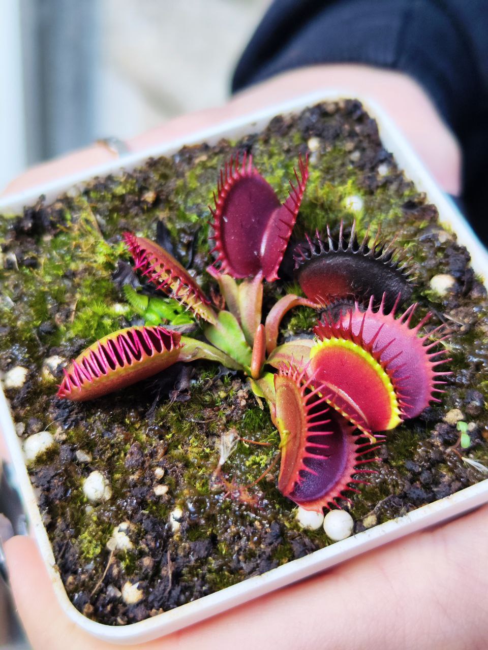 Венерина Мухоловка, Дионея Большая Пасть (Dionaea Muscipula Giant Big Mouth) D9см