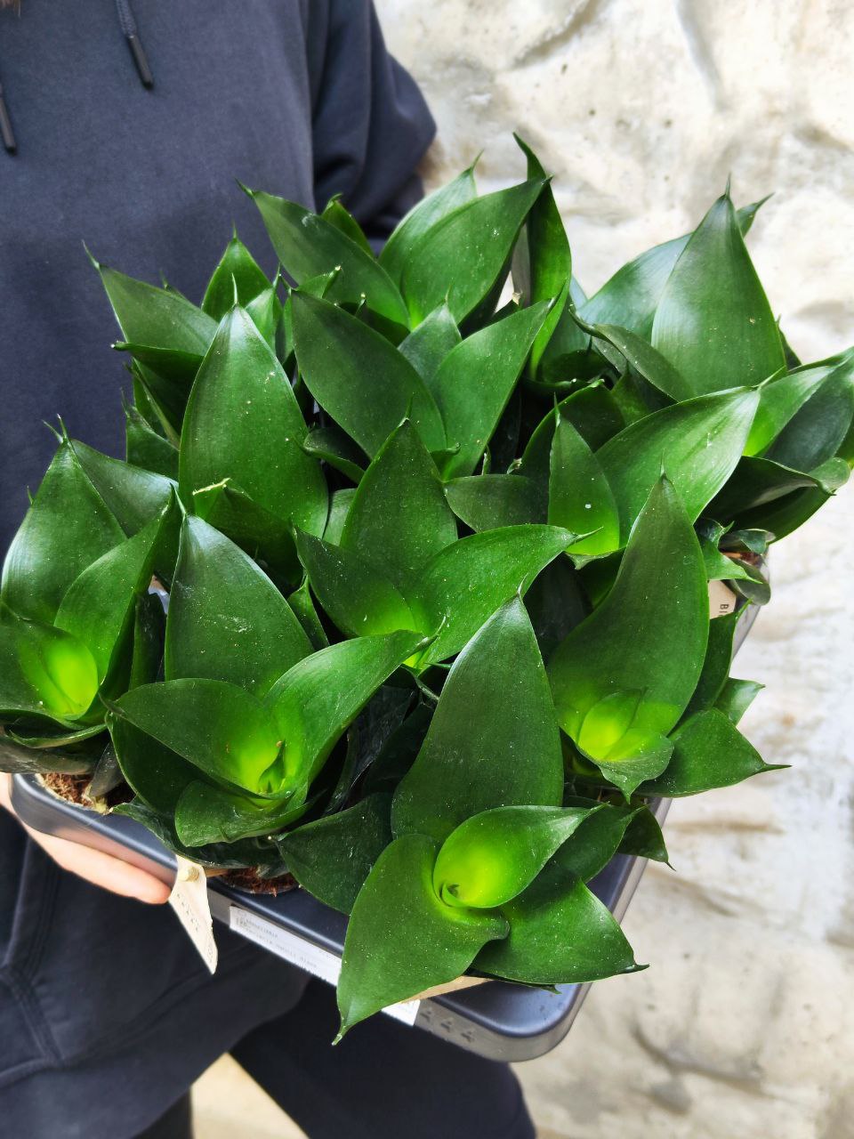 Сансевиерия Ханни Блэк (Sansevieria Hahnii Black) D6см
