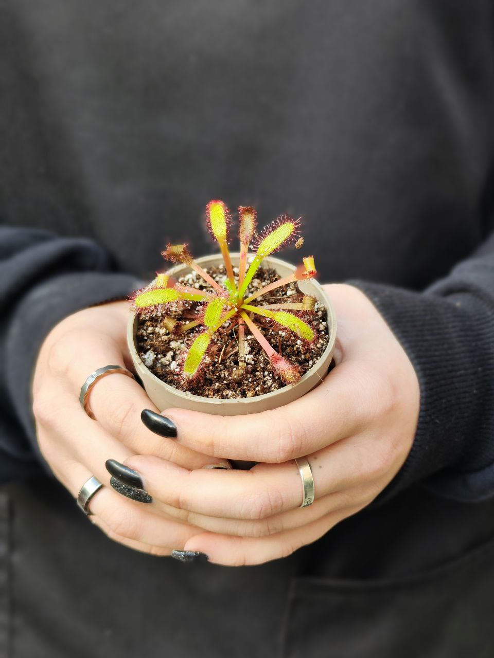 Росянка Геркулес (Drosera Hercules) D5см