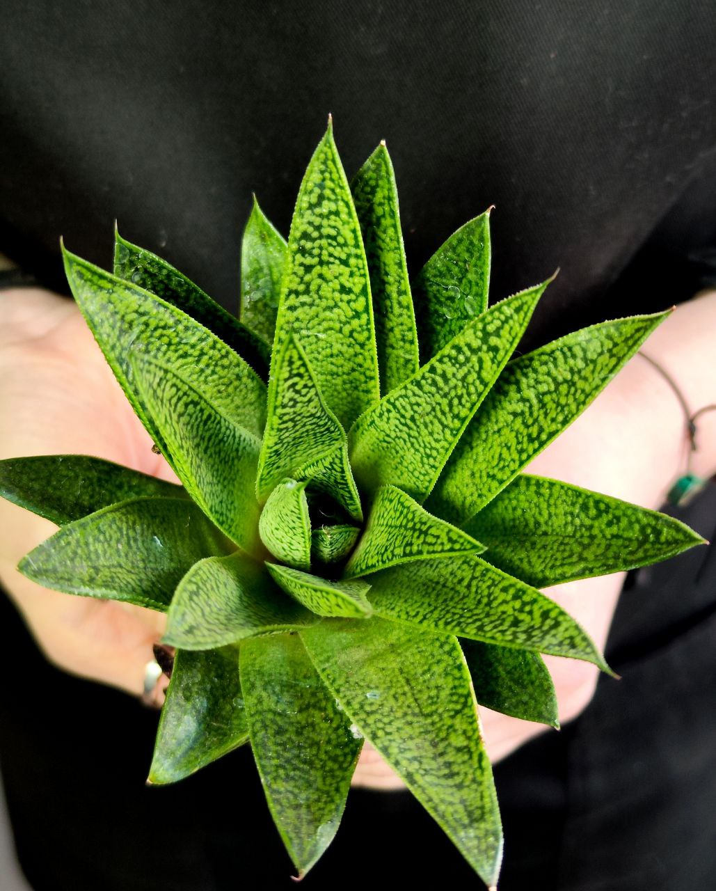Гастерия Тиго (Gasteria Tiga) D5см