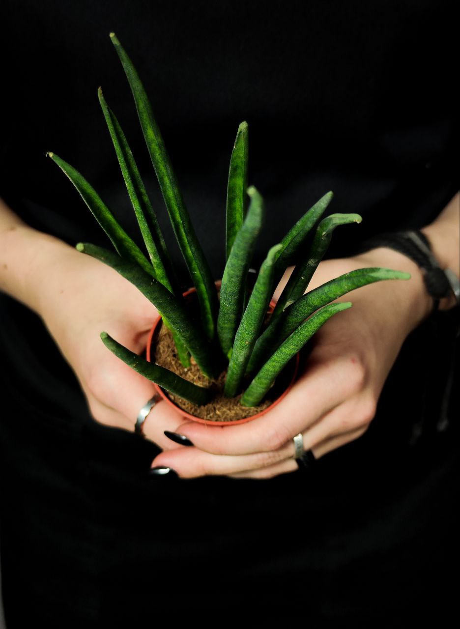 Сансевиерия Бакуларис Микадо (Sansevieria Bacularis Mikado) D6см