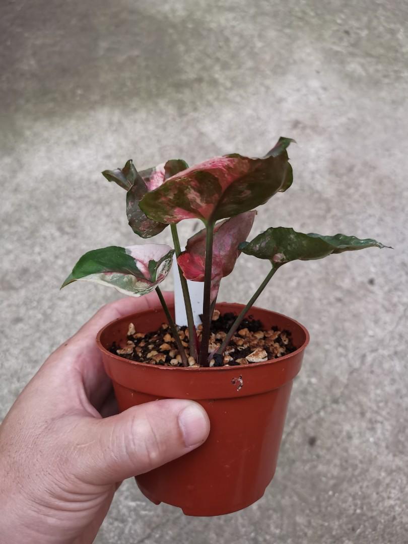 Сингониум Клубничный Лед (Syngonium Strawberry Ice) D12см