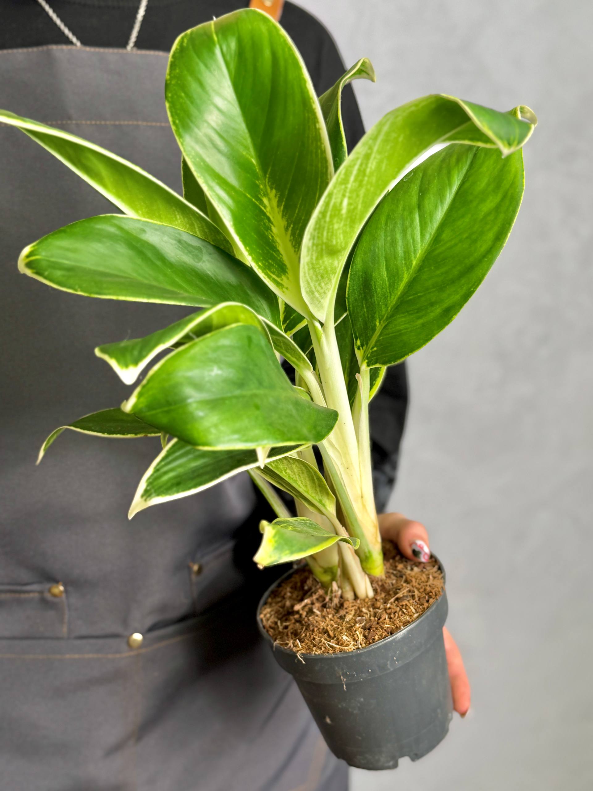 Аглаонема Вайт Лайм (Aglaonema White Lime) D12см