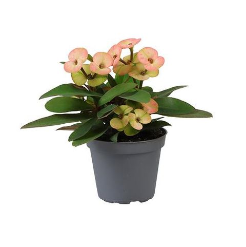 Эуфорбия Миля Персиковая (Euphorbia Milii Hera) D6см