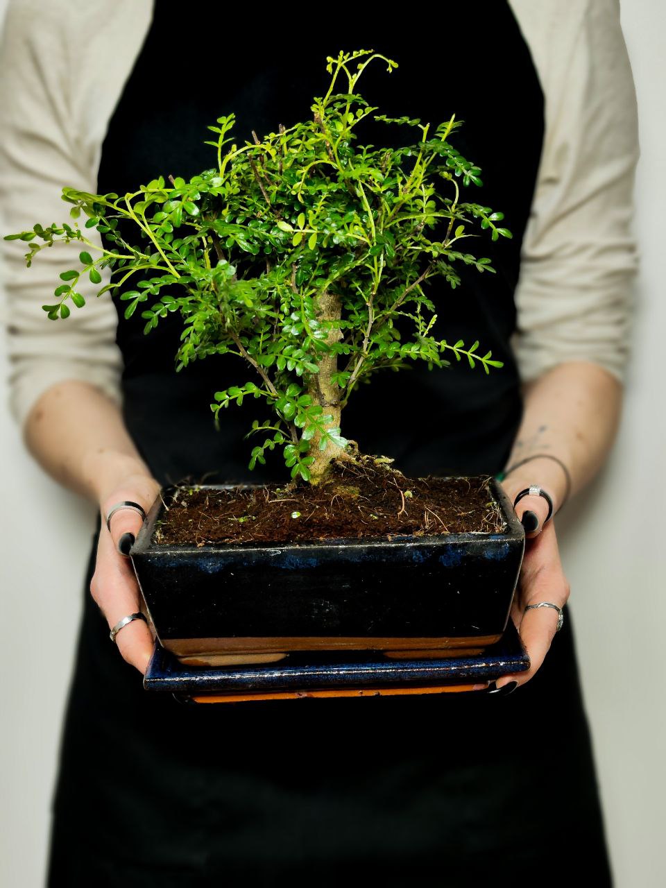 Бонсай Зантоксилум, Желтодревесник Прямой (Bonsai Zanthoxylum)