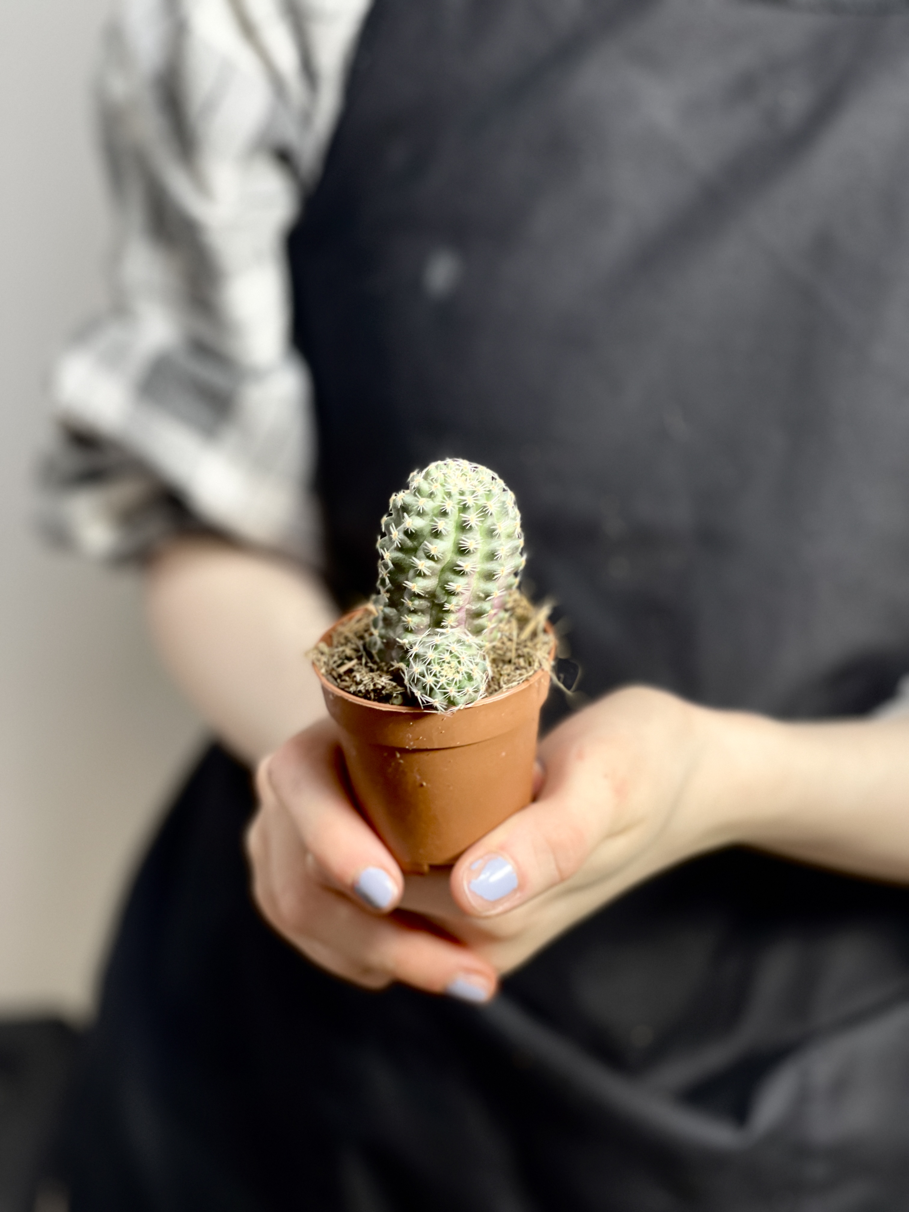 Ребуция Пигмея (Rebutia Pygmaea) D5см
