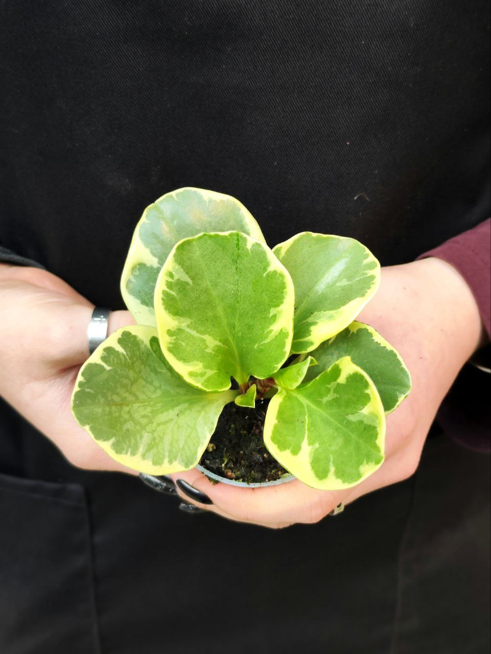 Пеперомия Туполистная Вариегатная (Peperomia Obtusifolia Variegata) D5см