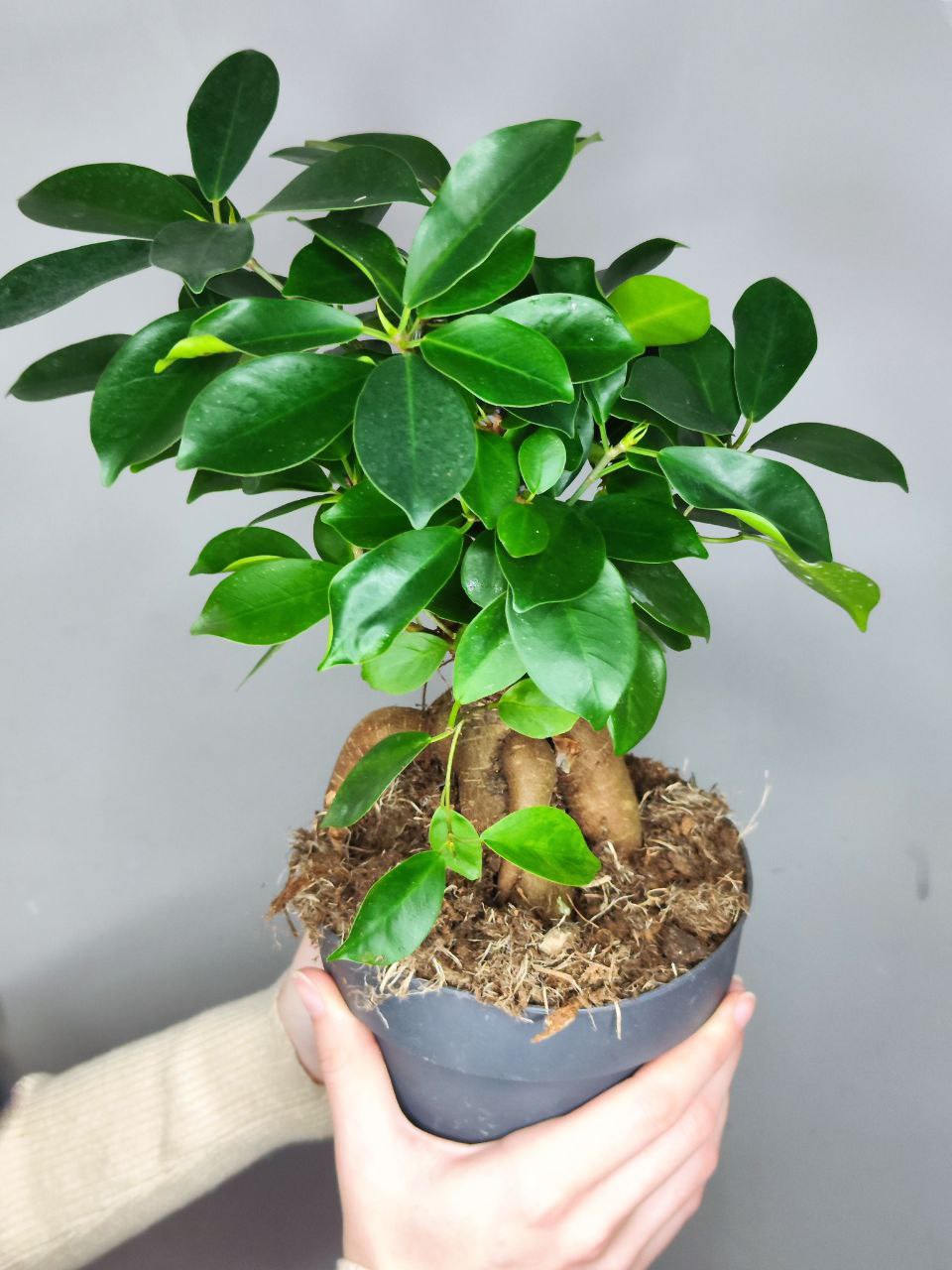 Фикус Микрокарпа (Ficus Microcarpa) D15см