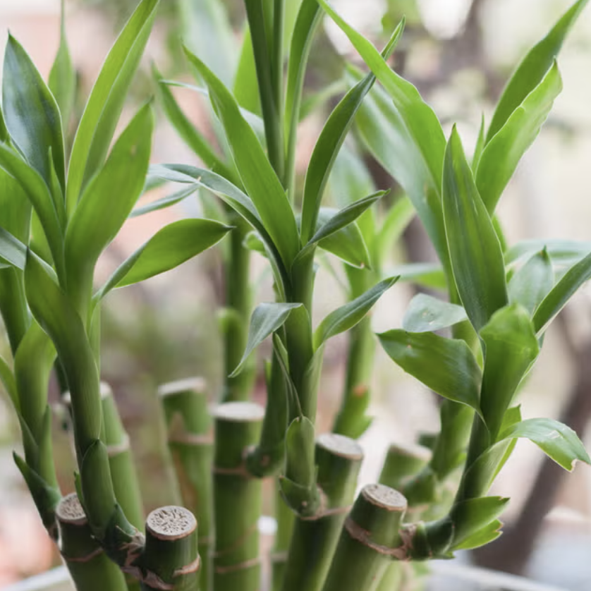 Бамбук Лаки, Драцена Сандериана (Dracaena Sanderiana Lucky Bamboo) D9см