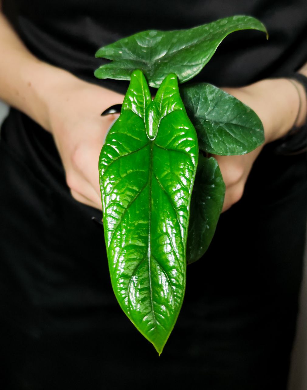 Алоказия Скальпрум (Alocasia Scalprum) D6см