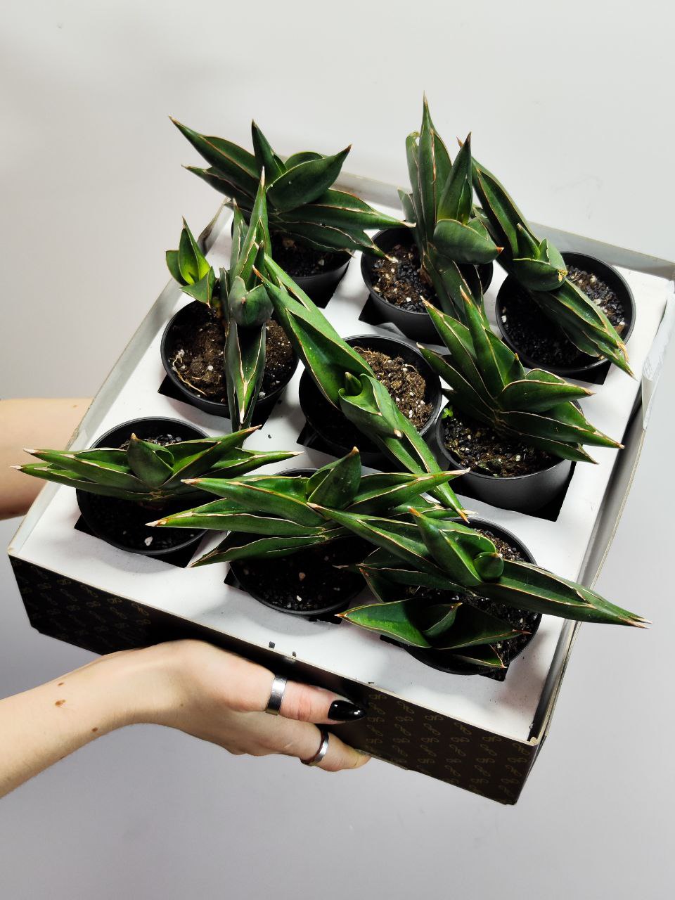 Сансевиерия Альмонд Джейд (Sansevieria Almond Jade) D7,5см