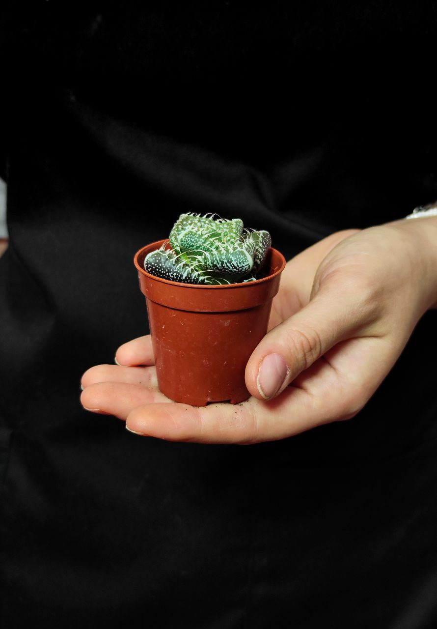 Фаукария Монстроза (Faucaria tigrina f. monstruosa) D5см