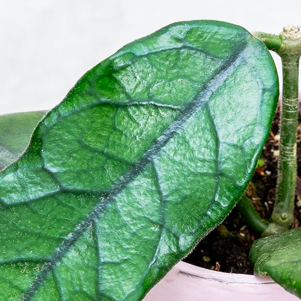 Хойя Виллоза (Hoya Villosa) D10см
