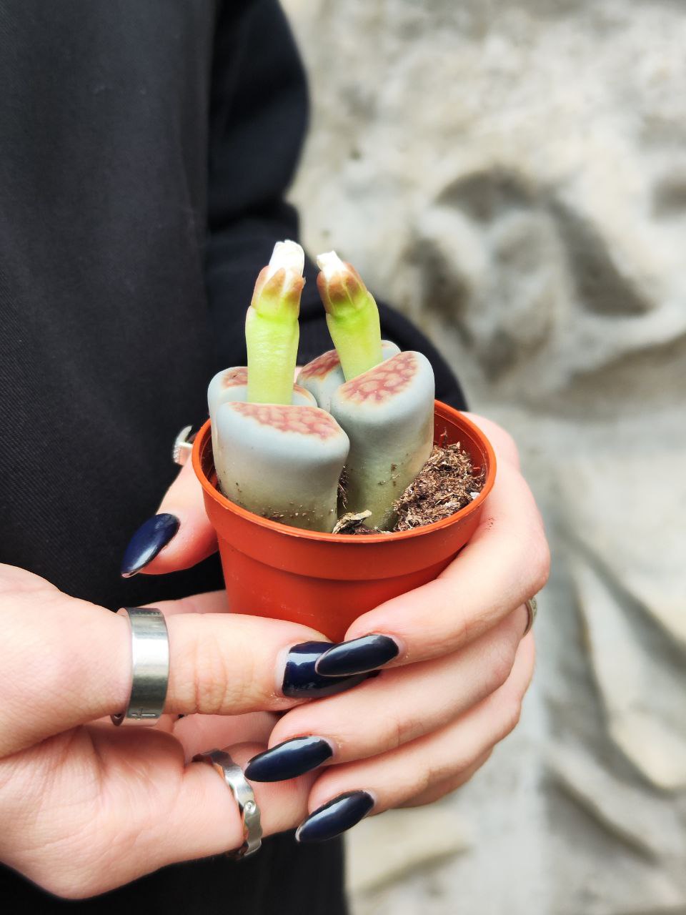Литопсы Парочка (Lithops Duo) D5см