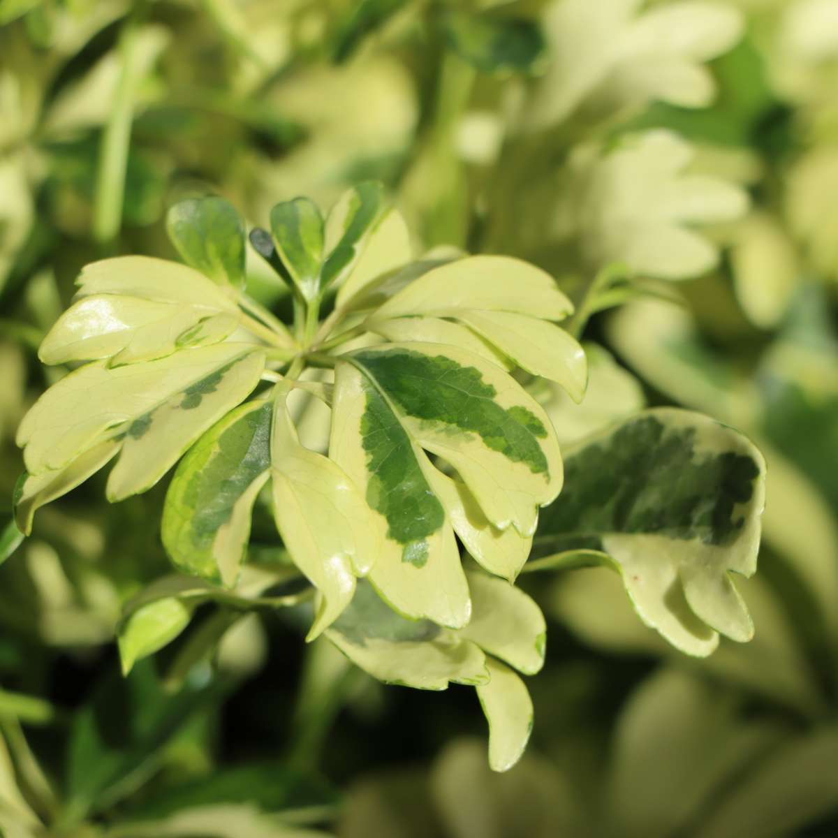 Шеффлера Арборикола Жанин (Schefflera Arboricola Janine) D9см