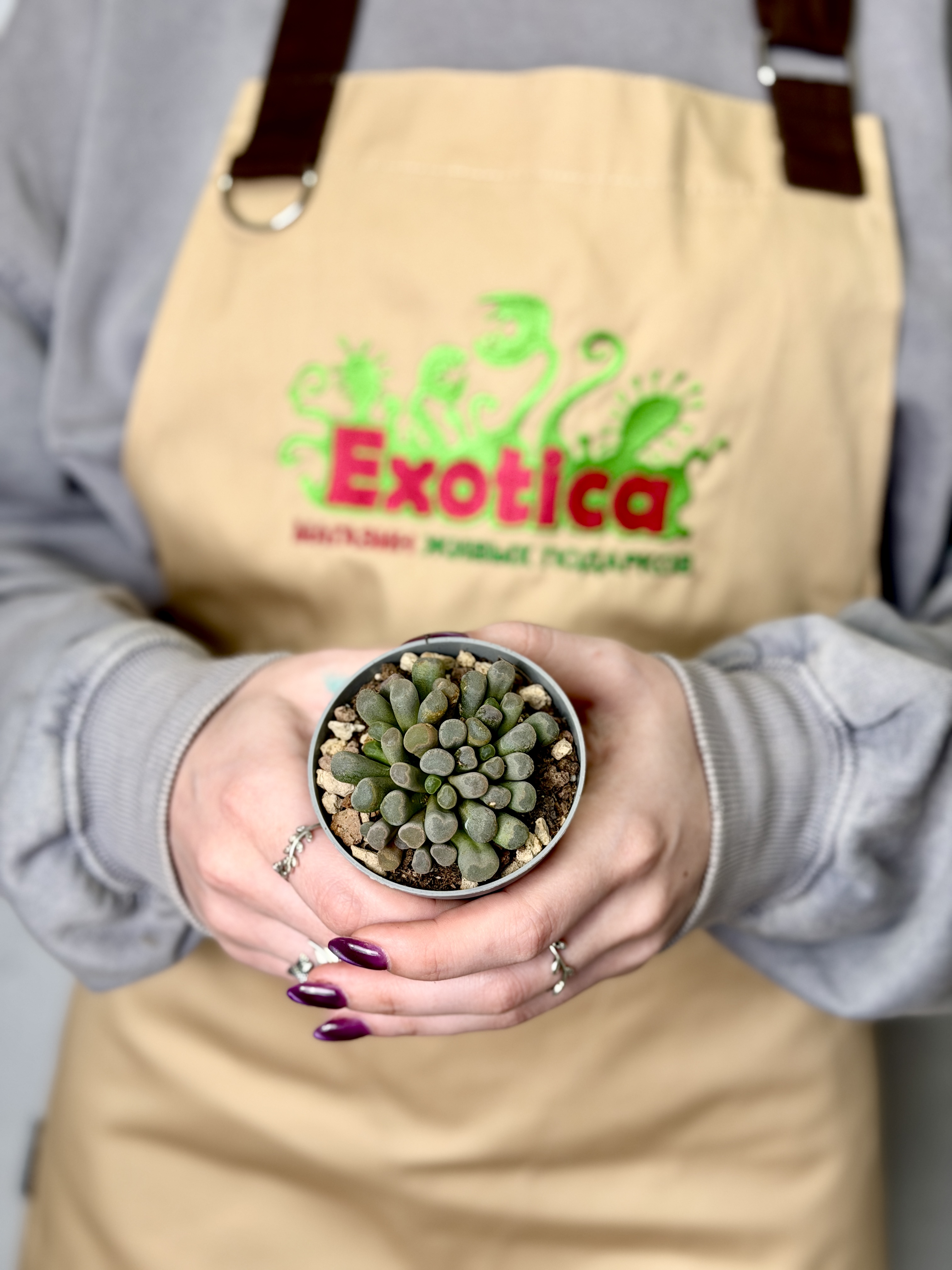 Фрития Прекрасная (Frithia Pulchra) D5см