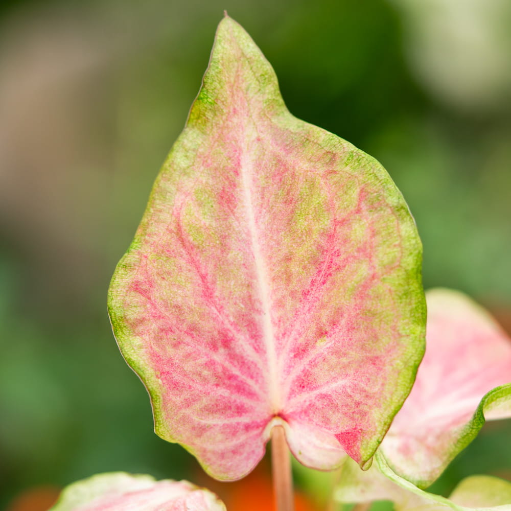 Каладиум Макулатум (Caladium Maculatum) D6см