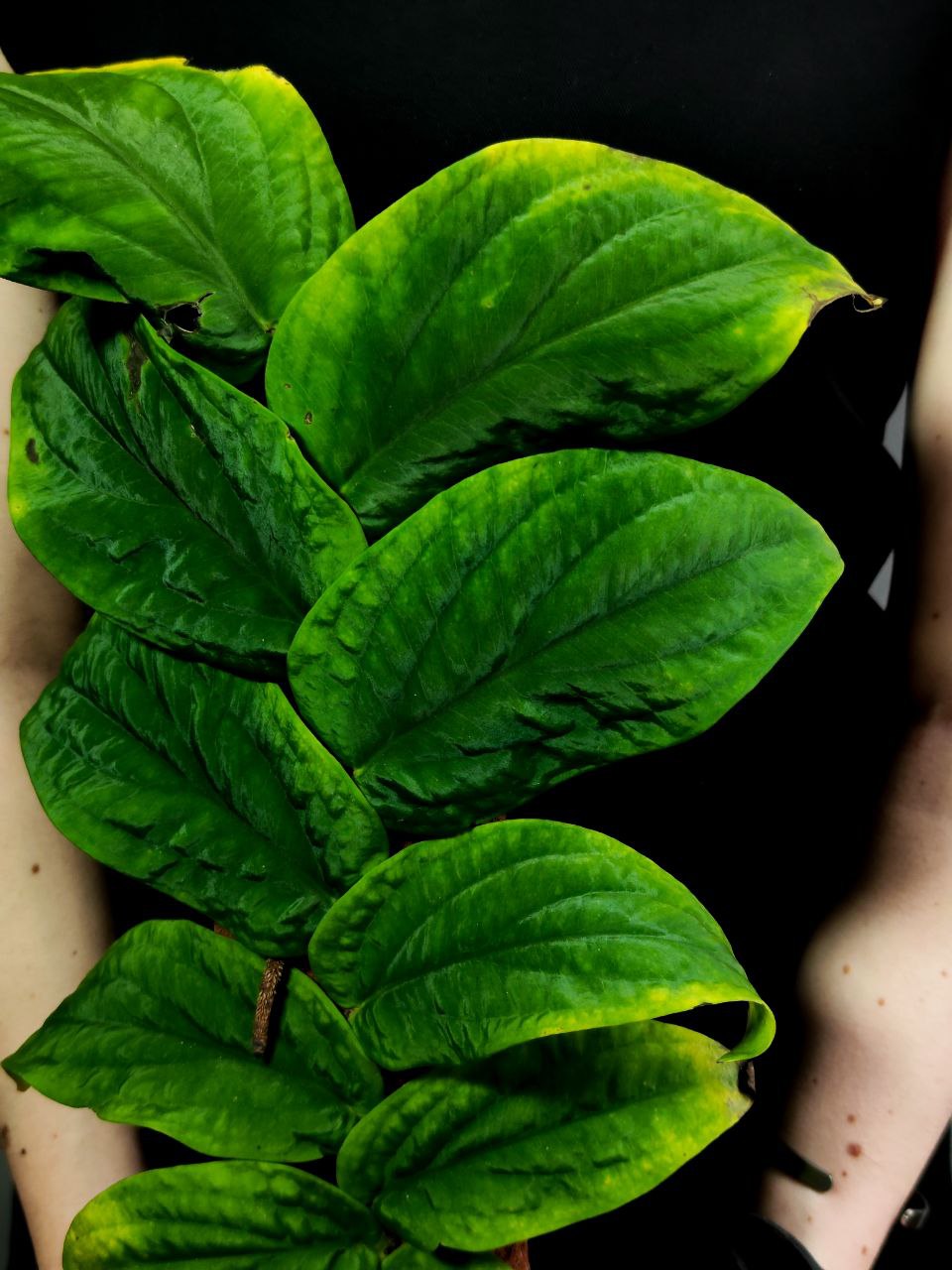 Рафидофора Кортхалса (Rhaphidophora Korthalsii) D14см