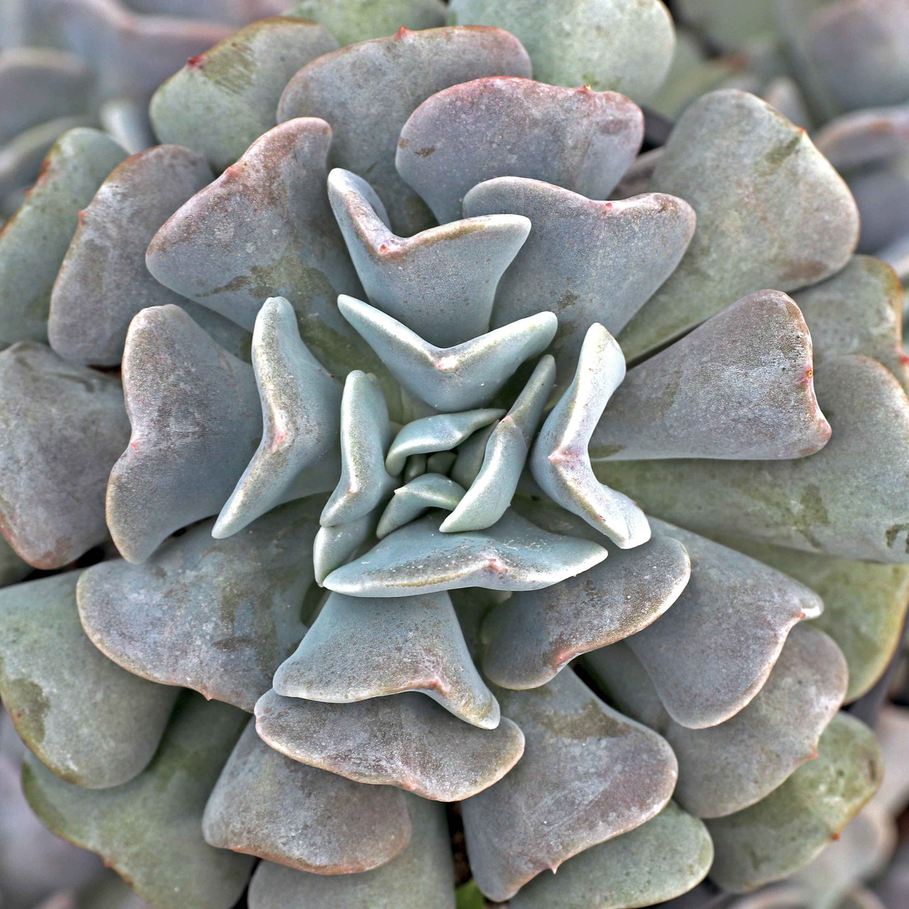 Эхеверия Кубик Фрост (Echeveria Cubic Frost) D5см