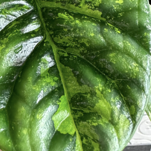 Алоказия Синуата Ауреа Вариегатная (Alocasia Sinuata Aurea Variegated) D6см