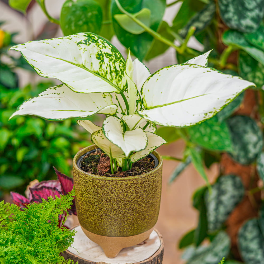 Аглаонема Вайт Джой (Aglaonema White Joy) D12см