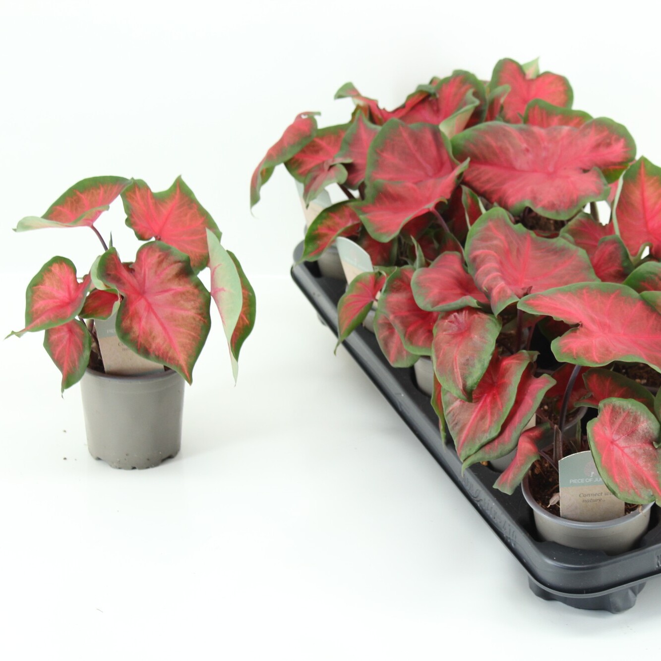Каладиум Роял Флеш (Caladium Royal Flush) D12см